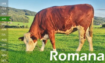 tr�chtige Fleckvieh Kalbin zu verkaufen, beweidet und ruhig